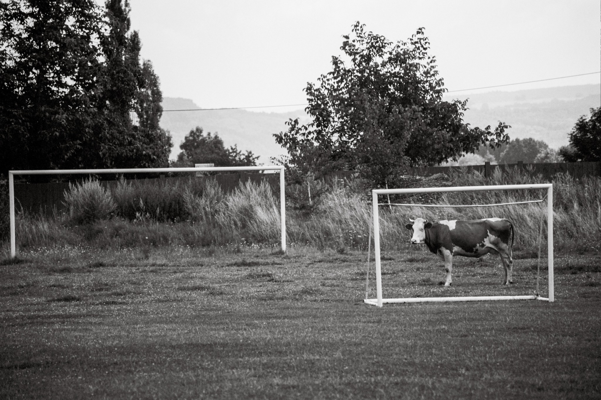 The awarded image: black and white photograph of a country football field with a cow standing in one of the goals.